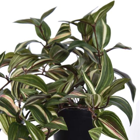 HANGING BUSH IN POT 60CM WANDERING
