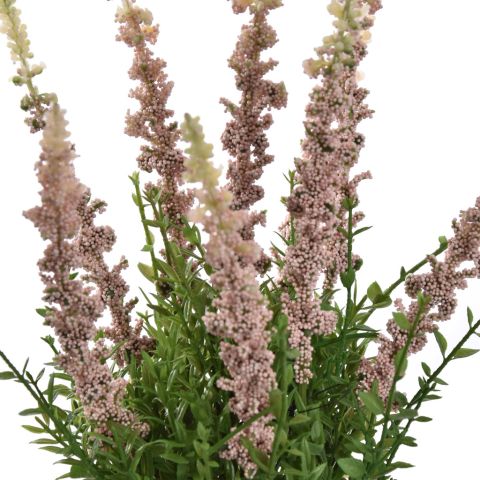 LAVENDER IN CEMENT POT 35CM CREAM