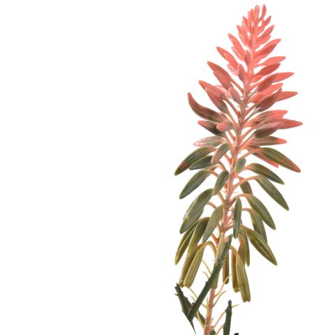 ALOE WITH FLOWER IN POT 42CM ORANGE 