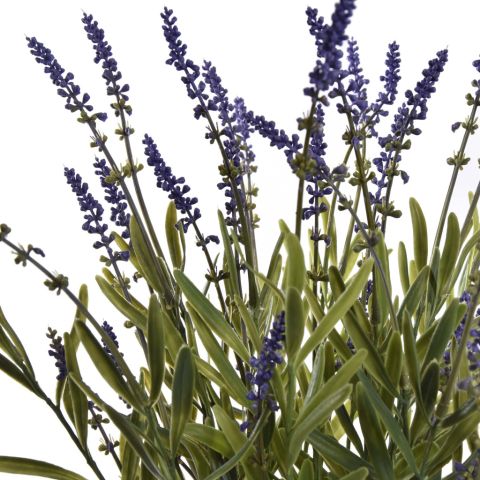 WILD LAVENDER IN POT 50CM LAVENDER