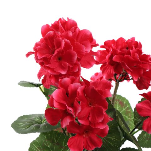 GERANIUM IN POT 31CM BEAUTY
