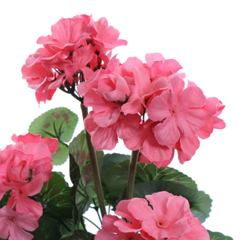 GERANIUM IN POT 31CM PINK