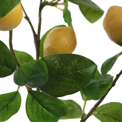 LEMON PLANT IN POT 45CM YELLOW 