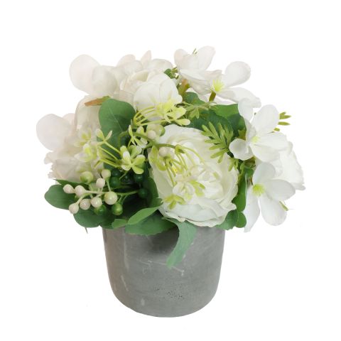 CABBAGE ROSE IN POT 20CM CREAM