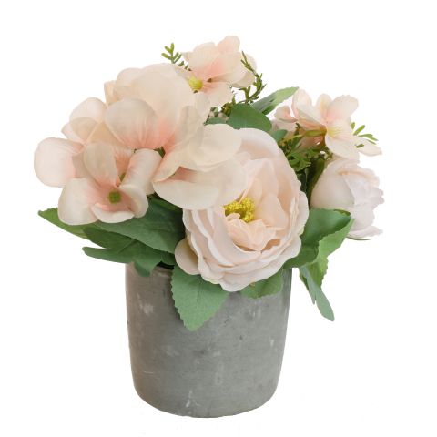 CABBAGE ROSE IN POT 20CM PEACH