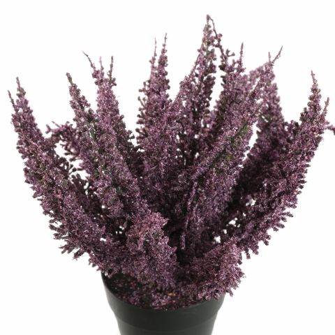 FOXTAIL BUSH IN POT 25CM PURPLE