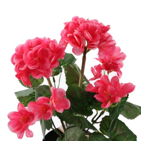 GERANIUM IN POT 30CM BEAUTY