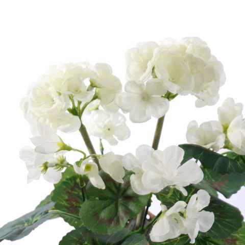 GERANIUM IN POT 30CM CREAM