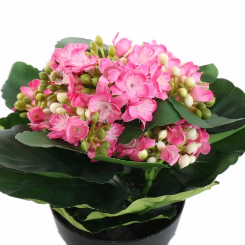 KALANCHOE IN POT 20CM BEAUTY