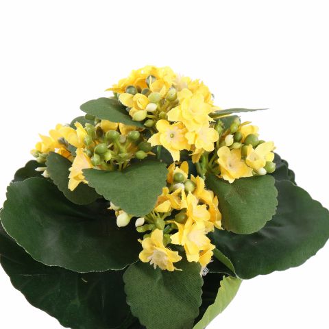KALANCHOE IN POT 20CM YELLOW