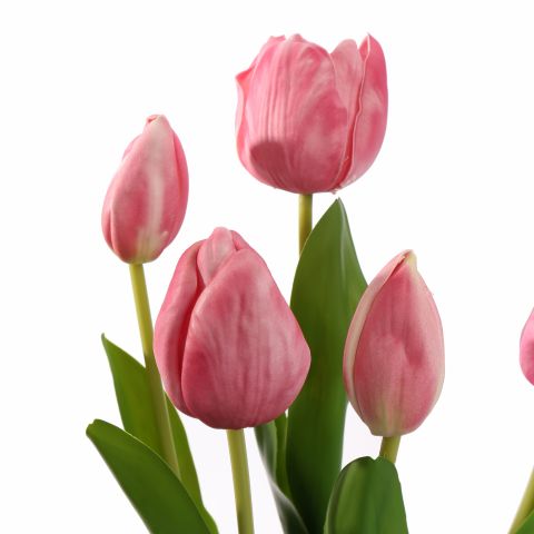 TULIP X5 IN POT 36CM BEAUTY
