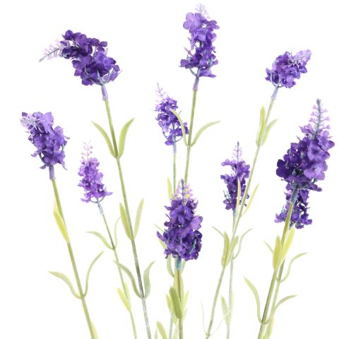 LAVENDER IN POT 50CM LAVENDER
