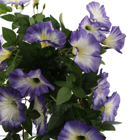 HANGING MORNING GLORY IN POT 66CM BLUE