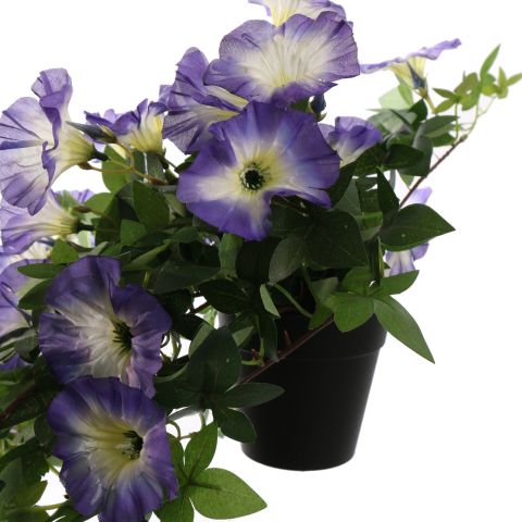 HANGING MORNING GLORY IN POT 66CM BLUE