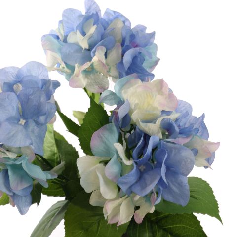 HYDRANGEA IN POT 35CM BLUE