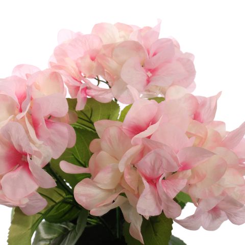 HYDRANGEA IN POT 35CM PINK