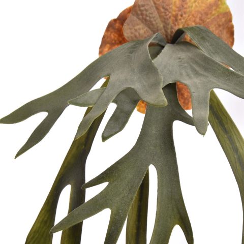 STAGHORN FERN BUSH 90CM GREEN