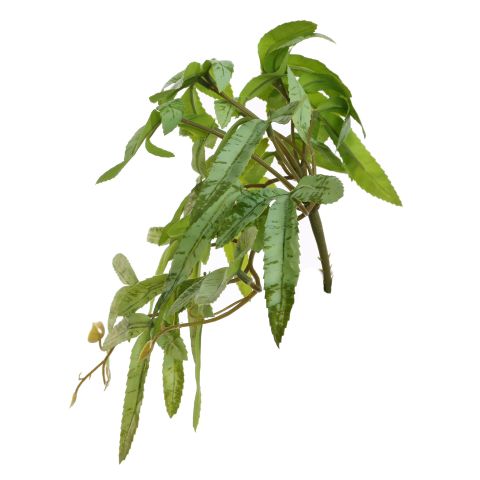 FLAT ACER PLANT LIGHT GREEN