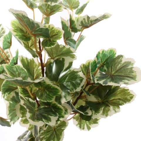GERANIUM PLANT 33CM WHITE GREEN