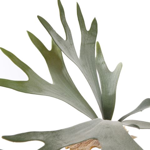 STAGHORN 40CM GREEN