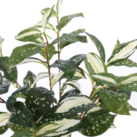 CORDYLINE PLANT 45CM GREEN