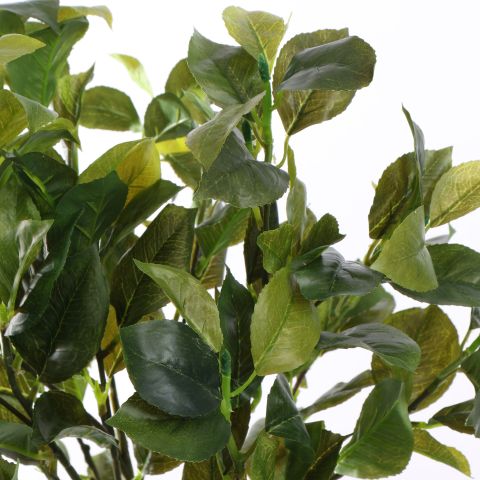 WESTLAND FICUS 65CM GREEN