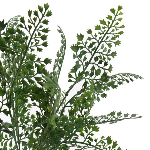 CELERY BUSH 45CM GREEN