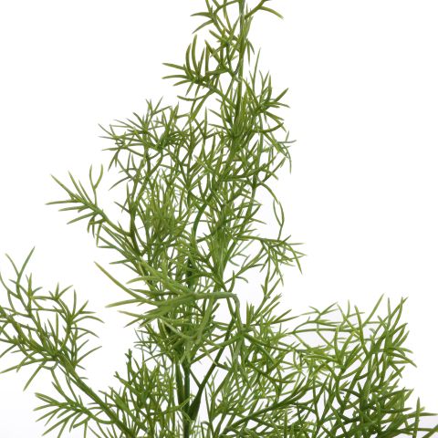SPRENGERI BUSH 50CM GREEN