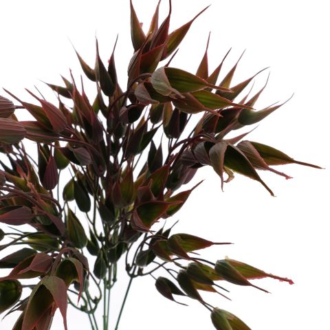 RICE BUSH 37CM BEAUTY