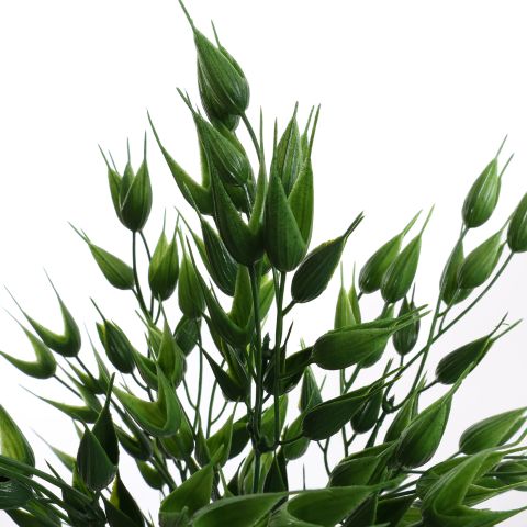 RICE BUSH 37CM GREEN