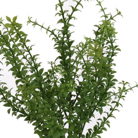 THYME BUSH 45CM GREEN