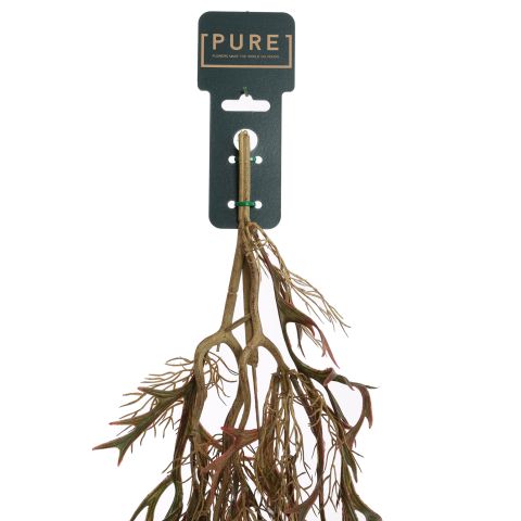 HANGING STAGHORN 110CM BURGUNDY
