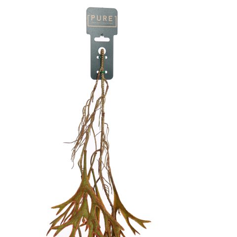 HANGING STAGHORN 130CM BURGUNDY