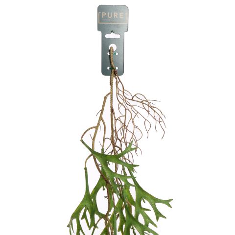 HANGING STAGHORN 130CM GREEN