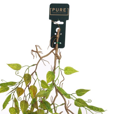 HANGING FICUS 95CM GREEN