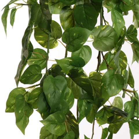 POTHOS BUSH 100CM GREEN