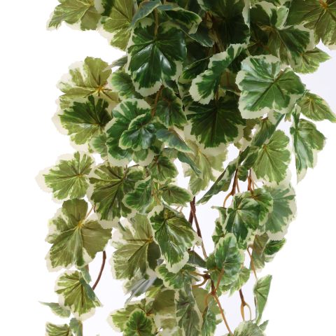 GERANIUM BUSH 70CM WHITE GREEN