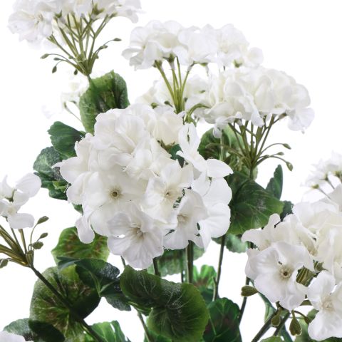 LARGE GERANIUM BUSH 55CM CREAM