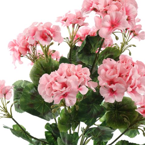 LARGE GERANIUM BUSH 55CM PINK