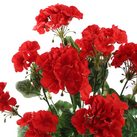 LARGE GERANIUM BUSH 55CM RED