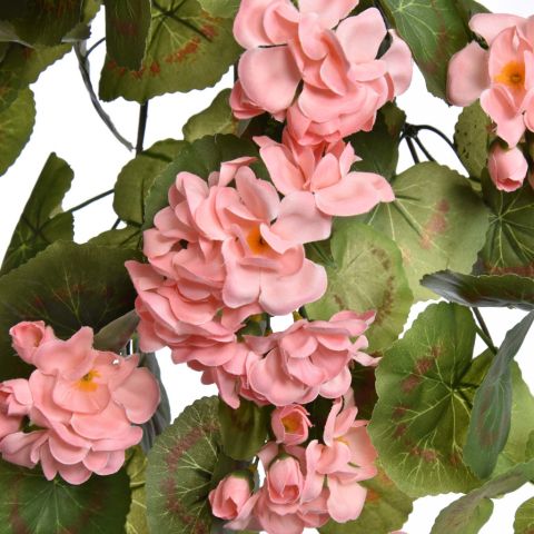 HANGING GERANIUM BUSH 75CM PINK