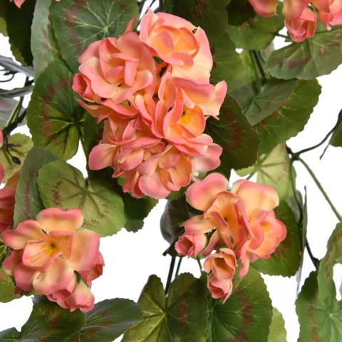 HANGING GERANIUM BUSH 85CM SALMON
