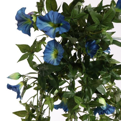 MORNING GLORY BUSH 60CM BLUE