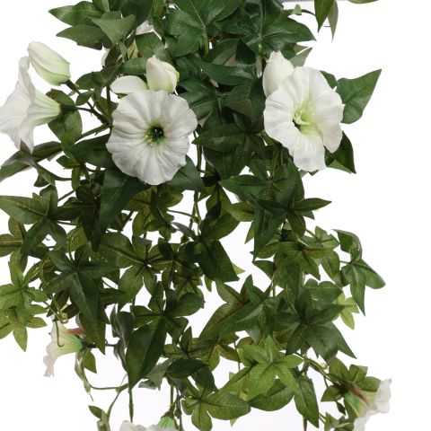 MORNING GLORY BUSH 60CM CREAM