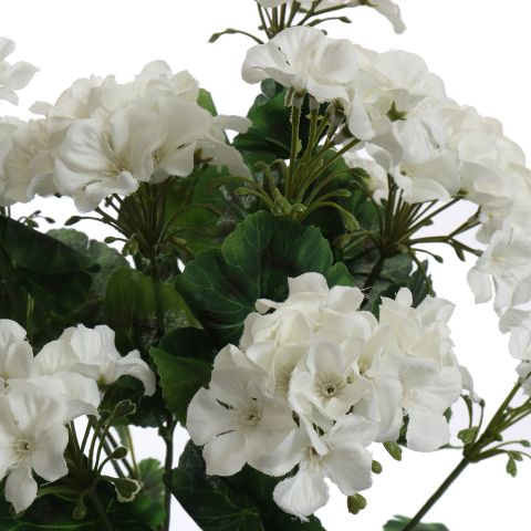 GERANIUM IN PLASTIC POT 48CM CREAM