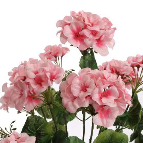 GERANIUM IN PLASTIC POT 48CM PINK
