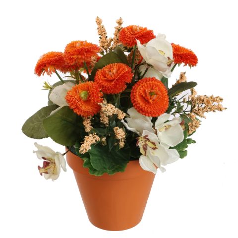 ORCHID BELLIS ARR IN PLASTIC POT D22X26CM ASSORTED