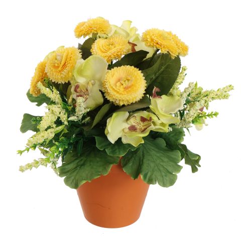 ORCHID BELLIS ARR IN PLASTIC POT D22X26CM ASSORTED