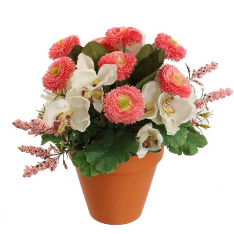 ORCHID BELLIS ARR IN PLASTIC POT D22X26CM ASSORTED