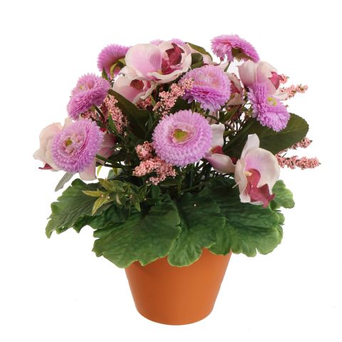 ORCHID BELLIS ARR IN PLASTIC POT D22X26CM ASSORTED